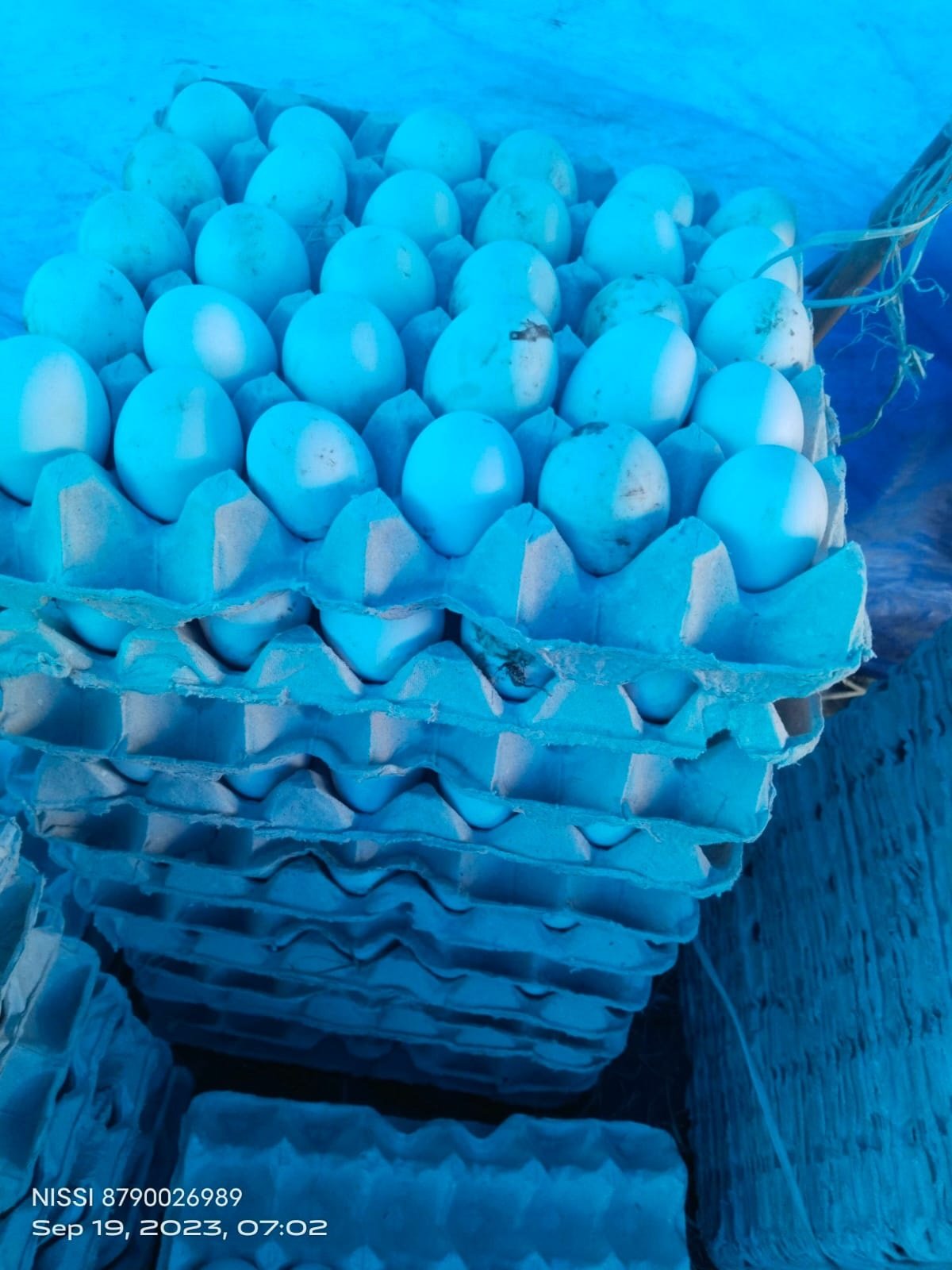 Duck eggs