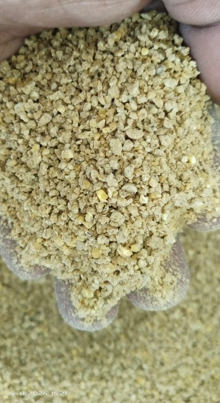 Natu kolla dhana(adult hens feed)