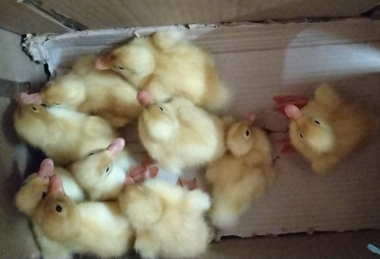 White pekin ducklings